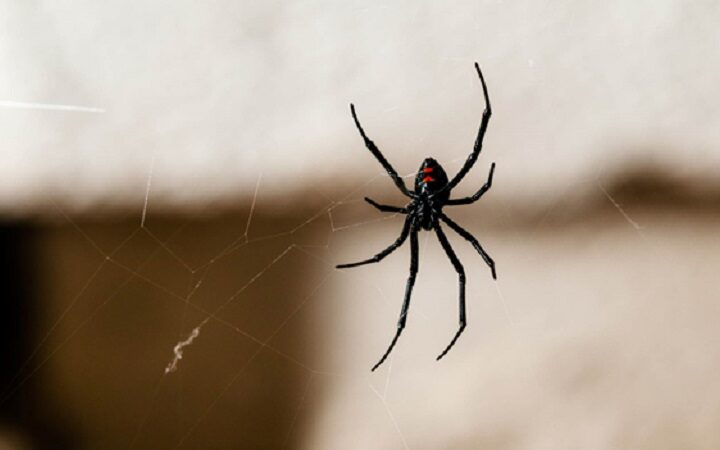 Spider Control in Basements and Attics: Tips for a Creepy-Crawly-Free Space