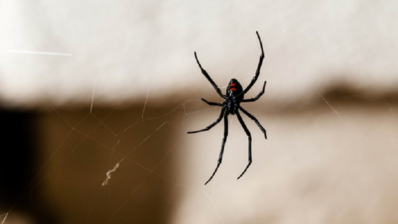 Spider Control in Basements and Attics: Tips for a Creepy-Crawly-Free Space